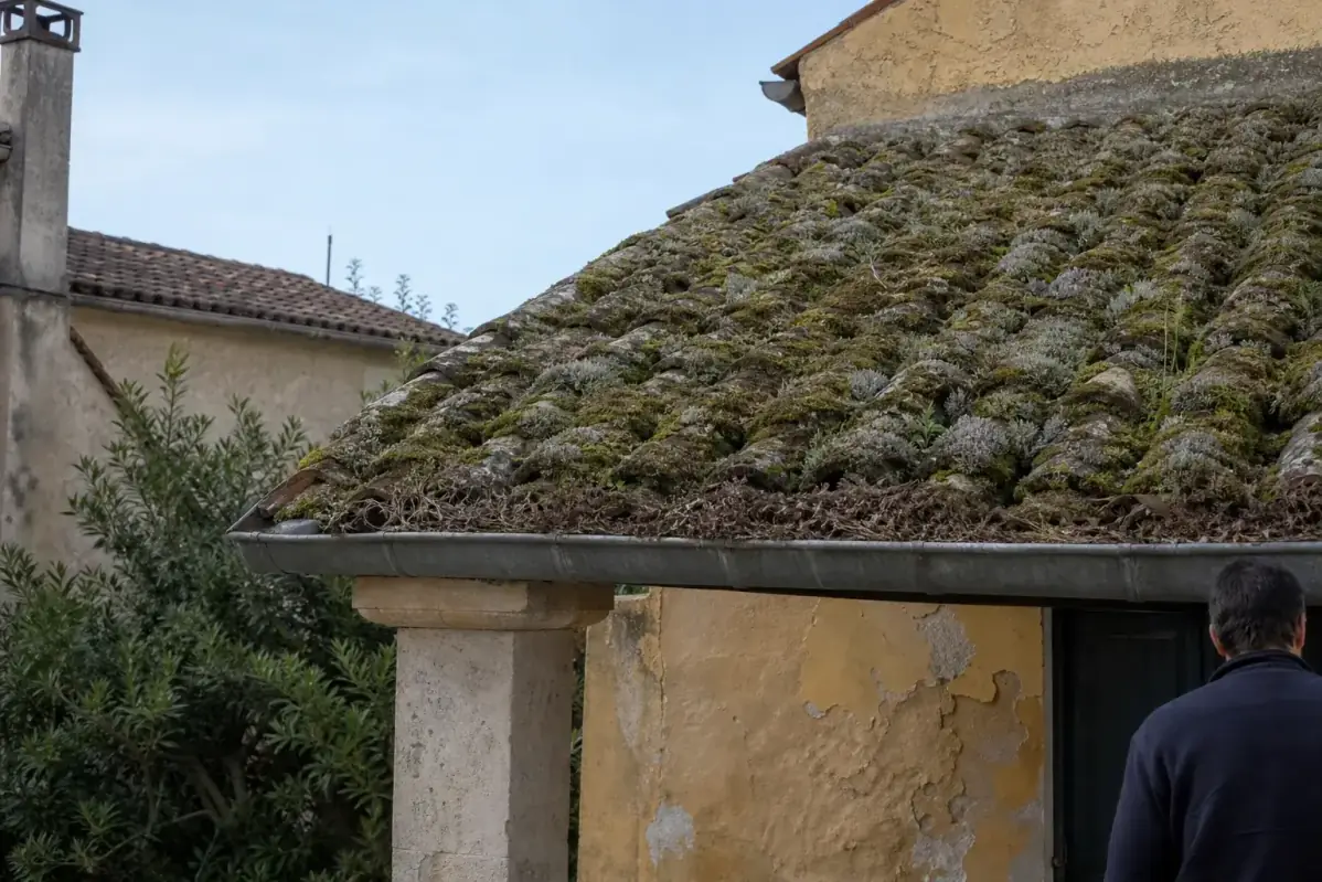 Toiture en tuile canal entièrement couverte de coussins de mousse épaisse et de lichen gris, gouttière obstruée de débris végétaux